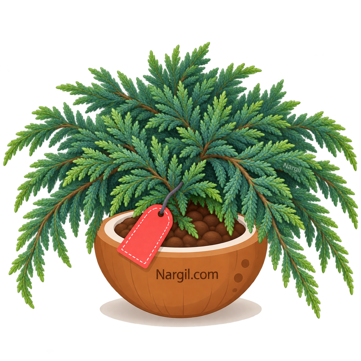 Nargil_Juniperus Horizontalis